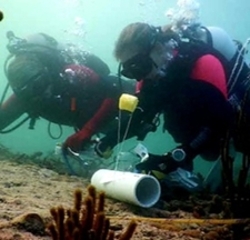 Grimes is pictured on a dive concerning her doctoral research on bearded fireworms.