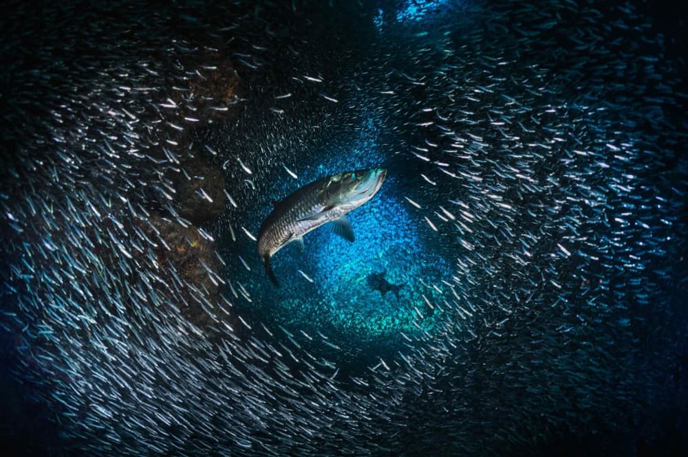 Tarpon Fish