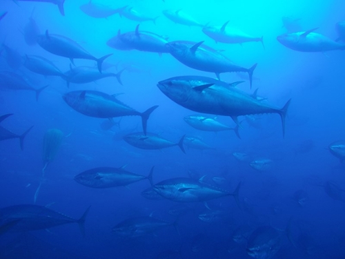 Bluefin tuna