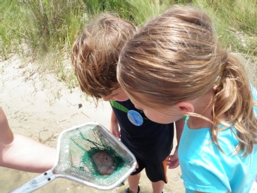 Sea Squirts look at marine life up close.