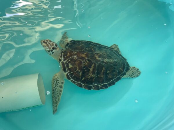A sea turtle swimming in a blue tank at the Gulf Center for Sea Turtle Research