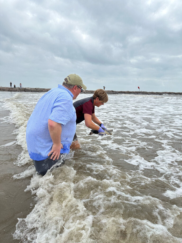 Drs. Chris Marshall and Debbie Thomas releasing a sea turtle into the Gulf of Mexico