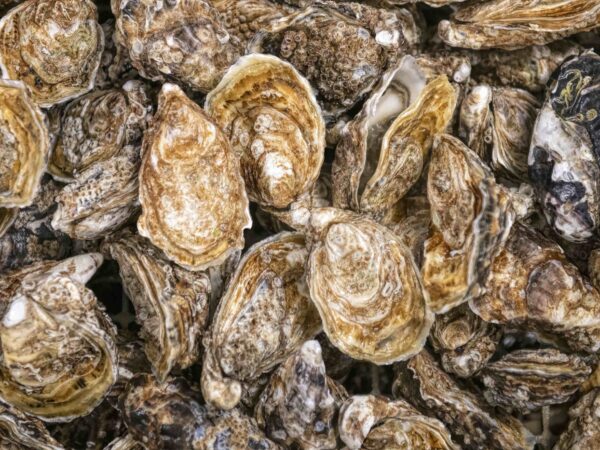 Close-up photo of oysters.