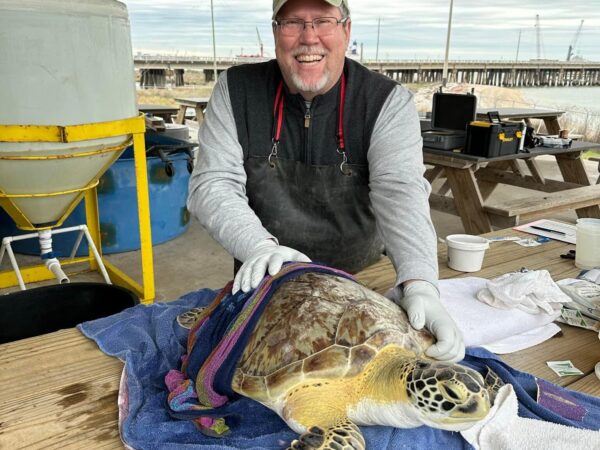 Dr. Christopher Marshall standing behind a table with a sea turtle patient of the Gulf Center for Sea Turtle Research