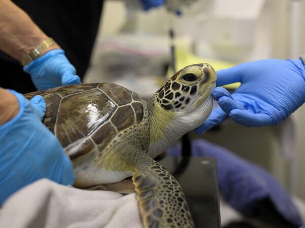 Sea turtle during intake to the Gulf Center For Sea Turtle Research being held by two sets of gloved hands