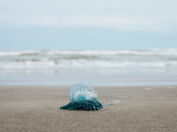 Portuguese Man O' War on beach