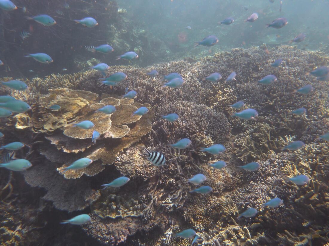 Fish at the Great Barrier Reef in Australia