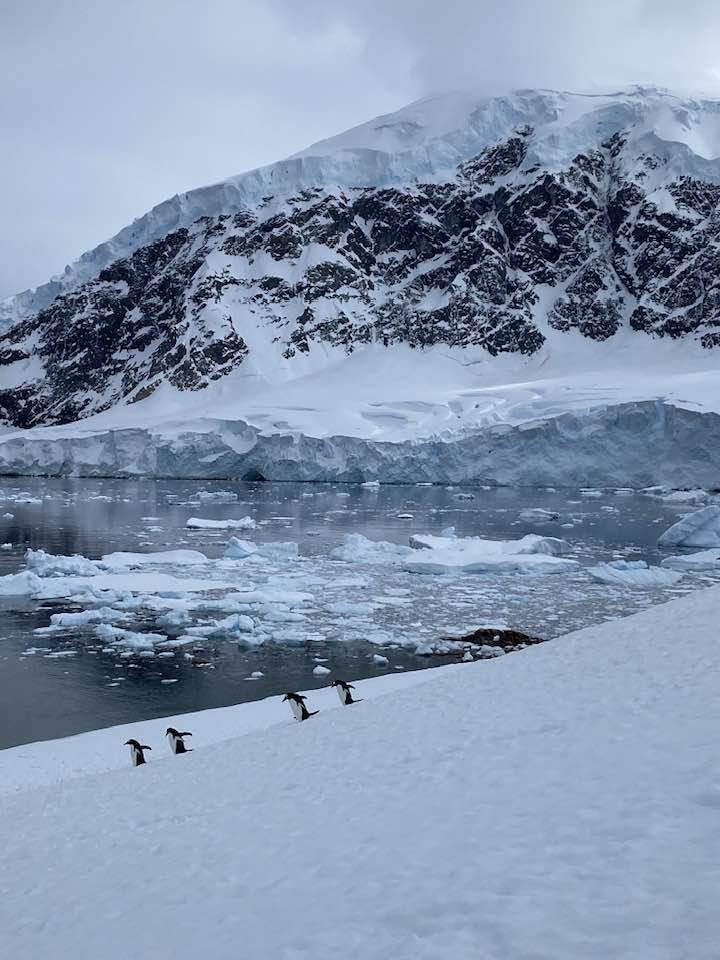 Gentoo penguins in Antarctica